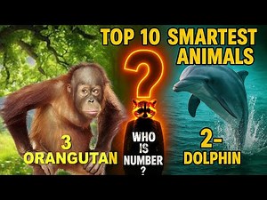 Top 10 Smartest Animals in the World, No. 5 Will Shock You!