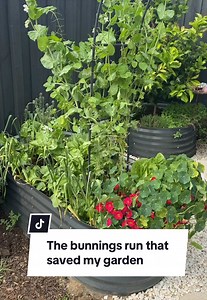 POV: you go to Bunnings for a one stop garden refresh this spring 🌱 Safe to say this garden bed was WELL overdue for some love… but that before & after 🤌🏼 A Bunnings run, a little bit of work and she’s ready for spring! Now to decide what I’m growing next 😅 @Bunnings #bunnings #gardenrefresh #spring #gardentok #gardenproject