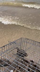 493K views · 2.7K reactions | We get an obscene amount of ducklings...