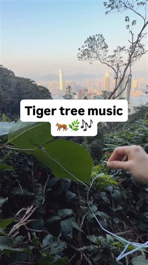 4K views · 4.2K reactions | This is the song of a tiger tree in Hong Kong. PlantWave measures tiny changes in the tree’s electrical signals and maps them to instruments. The result is an evolving composition, written by nature itself. Learn more at PlantWave.com #plants #nature #plantwave #plantmusic #hongkong #hiking | PlantWave | Facebook