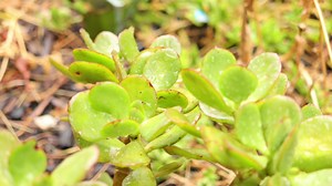 Cactus, Inondation, Arrosage