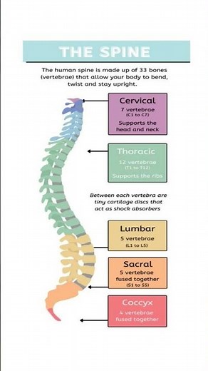 Human Spine Anatomy Explained – Vertebrae Sections & Functions"