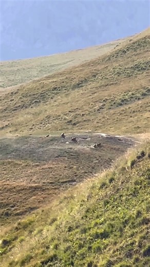 “Wild Marmot Fight Caught on Camera!”