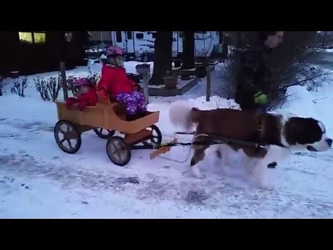 Saint Bernard Bernie pulling his cart