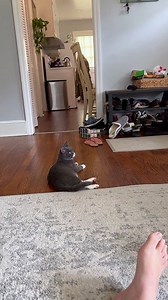 Porkchop the Kitten Responds to Cat Translator App
