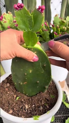 Cactus Grafting Tutorial 🌵 Easy Steps to Create Unique Hybrid Cacti