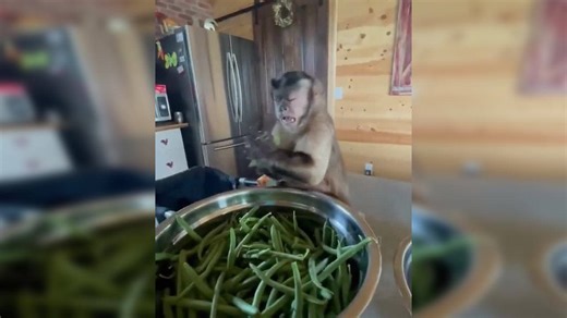 Monkey helps owner snap beans like a human, fascinating clip gets 6 million views