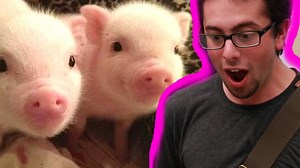 Guy Gets Surprised With Tiny Pigs Then Collapses To The Floor | BuzzFeed Video