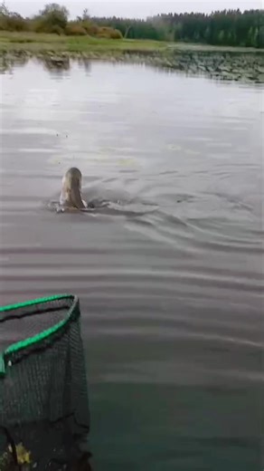 #nature #finland #fishing #sea #lake 8kG