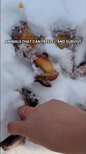 3 Animals That Can Survive Being Frozen