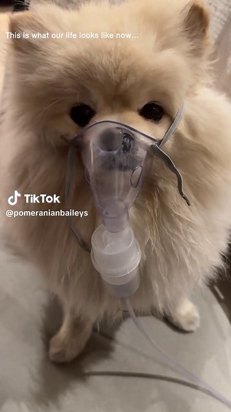 Fighting Laryngeal Collapse in Pomeranians with Love