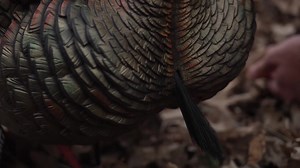 We equip the 80/20 generation. They make up just 20 percent of hunters and harvest 80 percent of game. They grit through the toughest hunts on the days when most stay home. They demand innovation and quality. Countless hours of hunting and observation equipped us with a deep understanding of the species we pursue. It's evident in the ultra-realistic paint schemes, carefully crafted molding and true-to-life postures in every one of our decoys. Because at the end of the day, it isn't our competiti