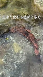 釣り人だけが知っている清流の秘密 #清流 #日本の魅力 #オオサンショウウオ #鮎釣り