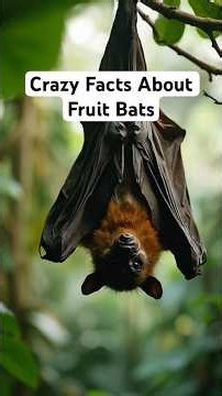 Amazing Facts About Fruit Bats:
