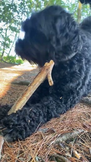 Pepper Problems: The Stick Must Be Defended 🐕‍🦺🐾