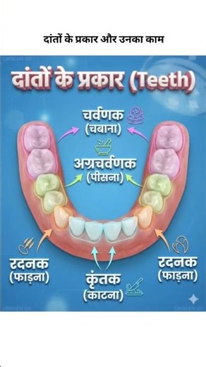 दांतों के प्रकार और उनके काम।#medicalknowledge #biologyclass #basicknowledge