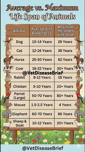 Animal Life Spans: Average vs. Maximum (Dog, Cat, Horse & More)