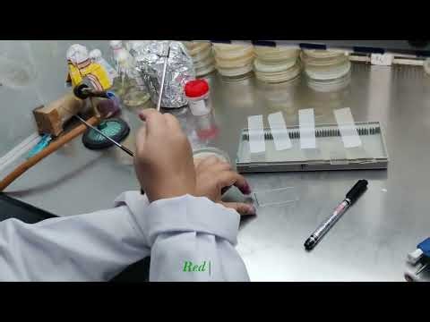Slide preparation for bacteria identification