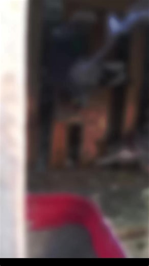 Prinz Albert (@prinzfonte)’s videos with original sound - Prinz Albert