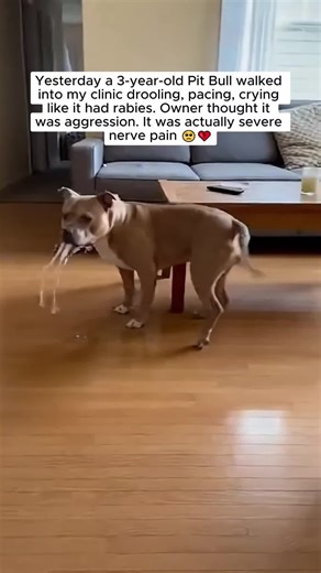 A client rushed in with her Pit Bull, shaking and whining. 🐶 She whispered, “I think she has rabies.” 😟 The dog cried and snapped at the air. 💔 Not aggression. It was severe nerve pain. 🩺 One slipped disk changed everything. 😔 Sudden weird behavior can mean hidden pain. ⚠️ I can't tell you how many times I've seen this. And every single time I think — if this owner had just known a little more. I wrote an ebook so you can be that owner who knows. Link in bio. #dog #pethealth #foryoupage