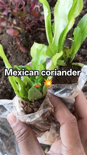 Mexican coriander | Plants