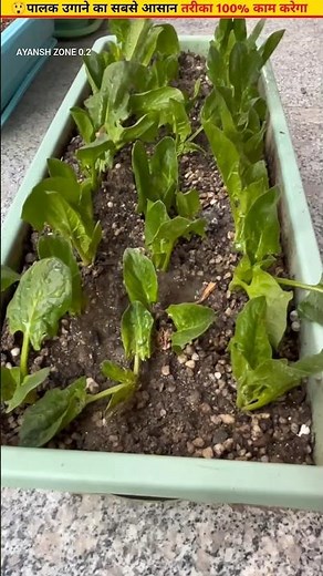 😲Step by step method of growing spinach #homegardening #ytshorts