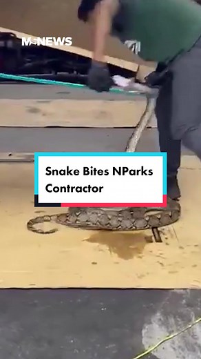 Snek 🐍 #mustsharenews #tiktoksg #sgnews #nparks