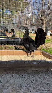 Warhorse pullet | Boneyard farm