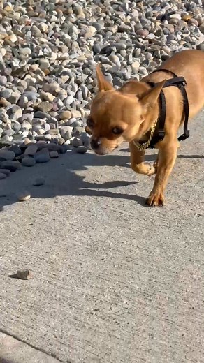 Milton running to catch up 🏃 #dog #doglover #pets #chihuahua #chihuahualove | miltonnkez