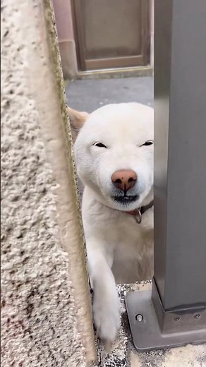 朝が早くても寒くても笑顔を見せてくれるポポちゃん♪#ポポスマイル