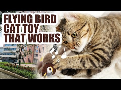 🕊️ Flying Bird Cat Toy | Interactive Fun for Cats!#CuteCat#FunnyCats