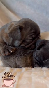 That moment when the Frenchie realizes you were eating without them 👀🍿 #piggy #frenchbulldog #fyp #cute | Your Daily Frenchie Fix