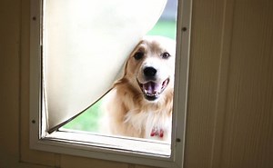 Best Dog Doors By Type: Smart, Automatic, In Wall, Sliding Glass, Screen Door & More