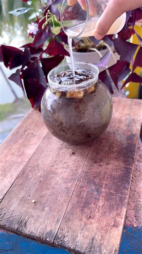 From Questions to Solution! Powerful DIY Plant Fertilizer 🌱 #garden #plants #gardening