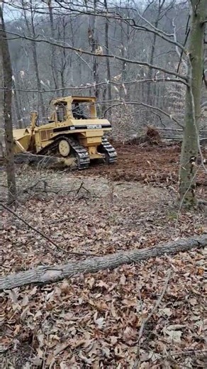 D6 dozer clearing some trees for the driveway on the homestead.