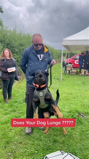 Does your dog lunge ? #dogs #dogtrainingadvice #viral_video | dog training