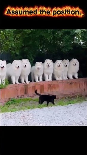 😂 When you're on a diet. Got into shape. He's right behind me, isn't he?