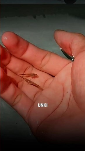 Beginners guide✅How to care your🐟guppy fry ||#guppy #beginners