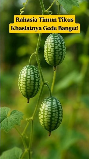 The Secret of Mouse Cucumber‼️ Natural Herb to Protect Your Heart and Blood Sugar⁉️