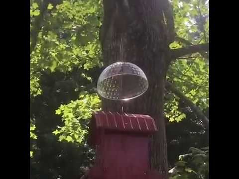 DIY Squirrel Baffle with a $1 bowl. Squirrel Proof!