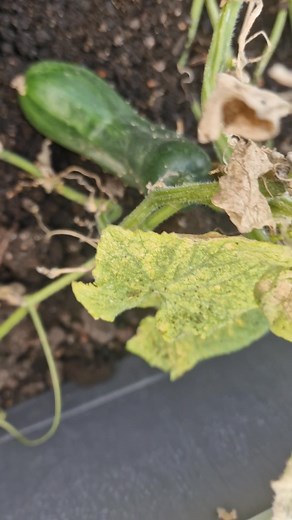 Hoi Oos hier in Spanje groeien ze ook goed 😉 We hebben er al vijf ge-oogst 👍🏼😂😂 Groetjes uit Spanje 🇪🇦🎤🎶🎵 Mike Arrow Mike and Friends Costablanca 🎤🎶🎵🇳🇱🇬🇧 | Mike Arrow