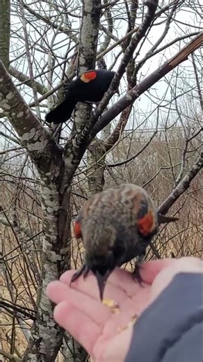 Birds Fight Over Food: Hand Feeding Red winged Blackbirds | Relaxing Nature