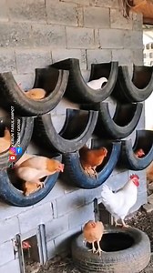 1M views · 6.4K reactions | Tempat Bertelur Ayam Dari Ban #pertanian #peternakan #tipsberkebun #reels #trikpintar #petanimodern | Kodam Grow | Facebook