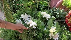 Las gardenias son una de las flores más populares y que más se venden por diversos sitios. #LasNoticiasVillahermosa | NMás Tabasco
