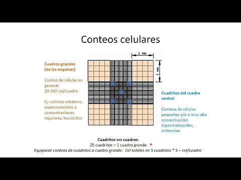 Cell counting calculations in Neubauer chamber