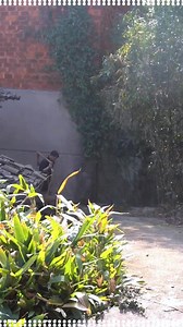 47K views · 1.5K reactions | Harvesting Arrowroot & making Arrowroot powder #harvest #countrylife #countryside #villagelife #countrylifevlog #traditional #villagefood | Village Life Vlog | Facebook