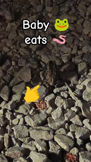 Caught baby Toad eating Earth Worm 🐸🪱