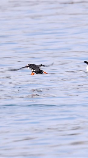 An Atlantic Puffin taking flight. Little challenging to film as the boat was rocking too hard to use a tripod so I had to hand hold the 600mm. | Harry Collins Photography