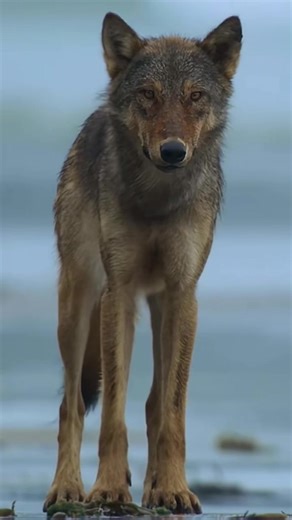 Exploring the Fascinating World of Wolves