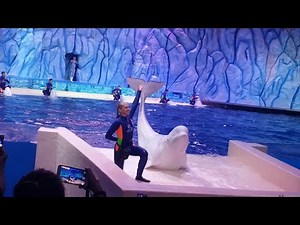 Beluga Whale Show at Chimelong Ocean Kingdom